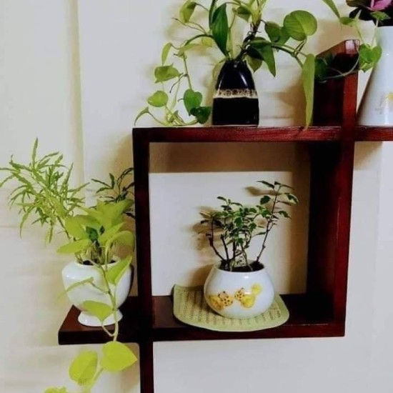 Wall Display Shelf Model: TWDS-0206